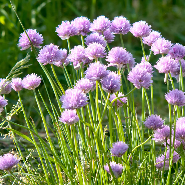 Allium carolinianum, lila-paarse sierui, 15 bollen