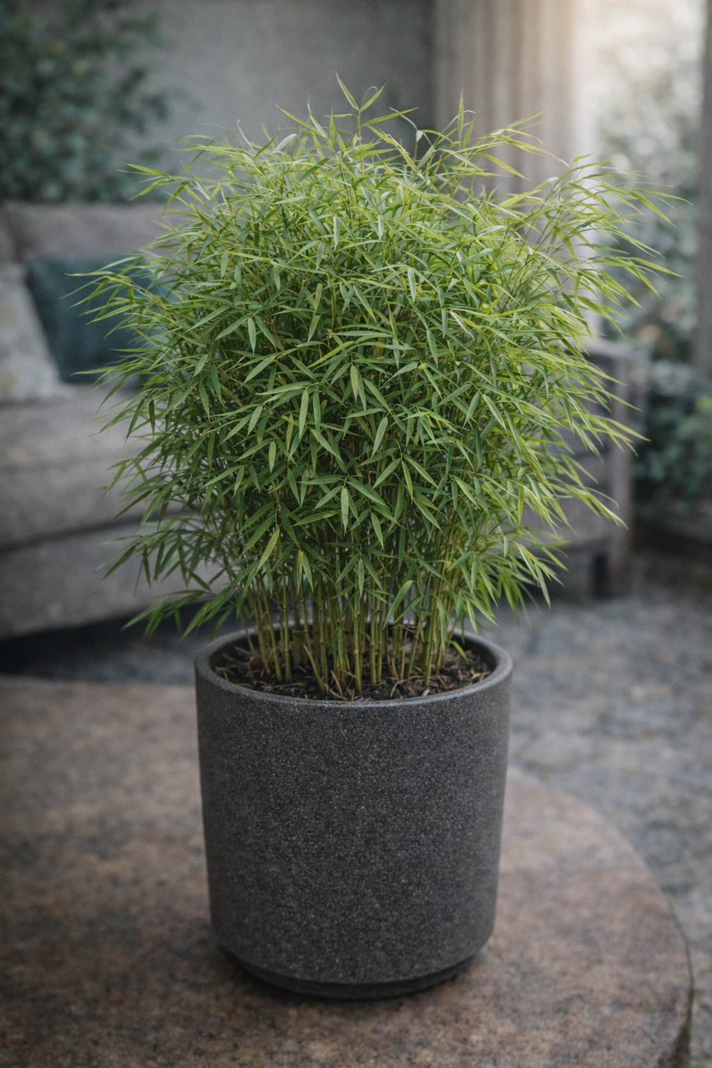 Fargesia in pot: sierlijke bamboe voor tuin, balkon of terras