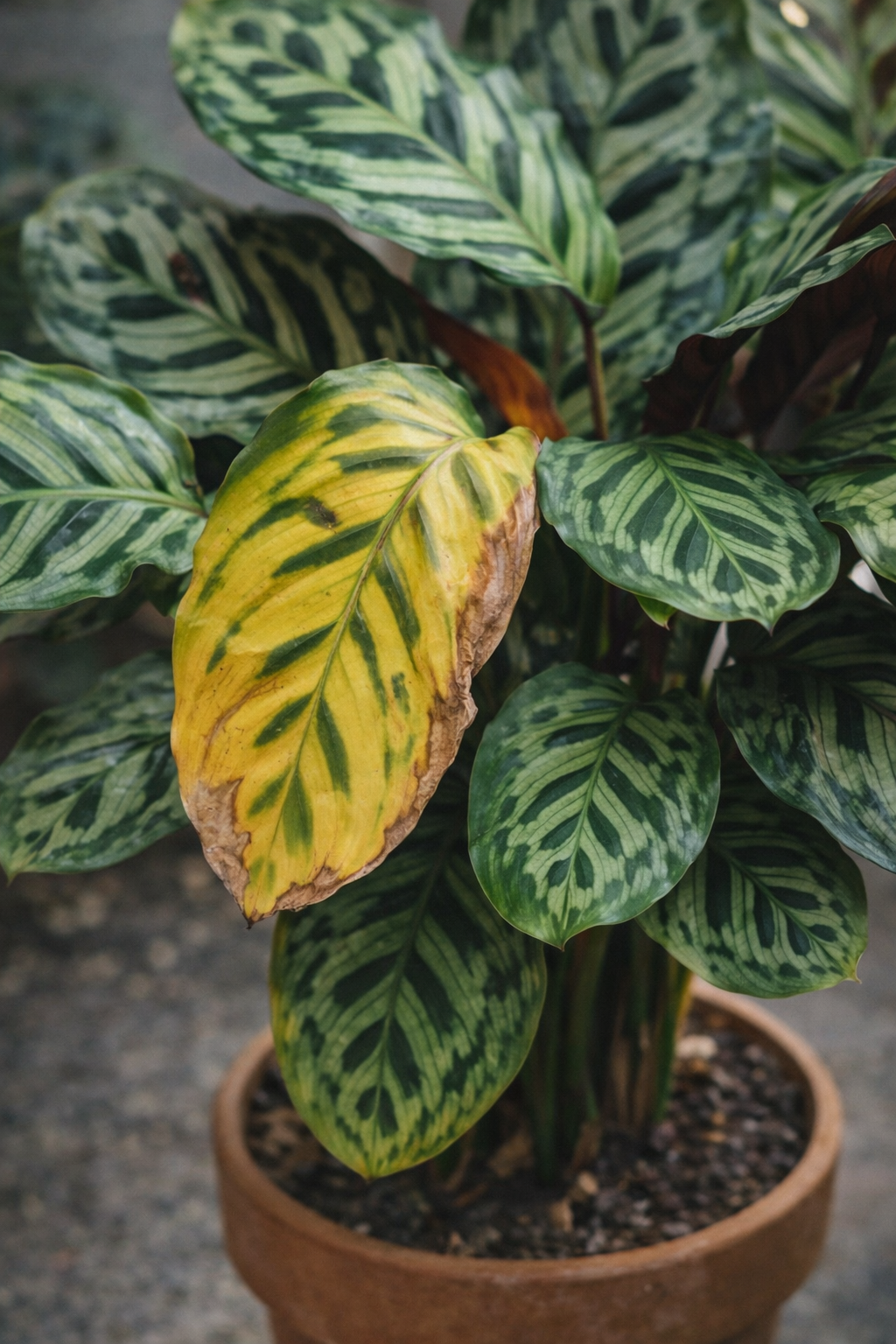 Calathea gele bladeren: oorzaken en verzorgingstips