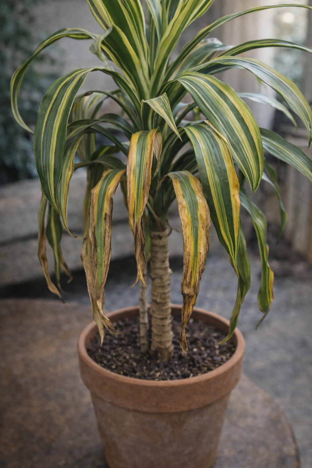 Dracaena redden: hoe je jouw plant weer gezond krijgt