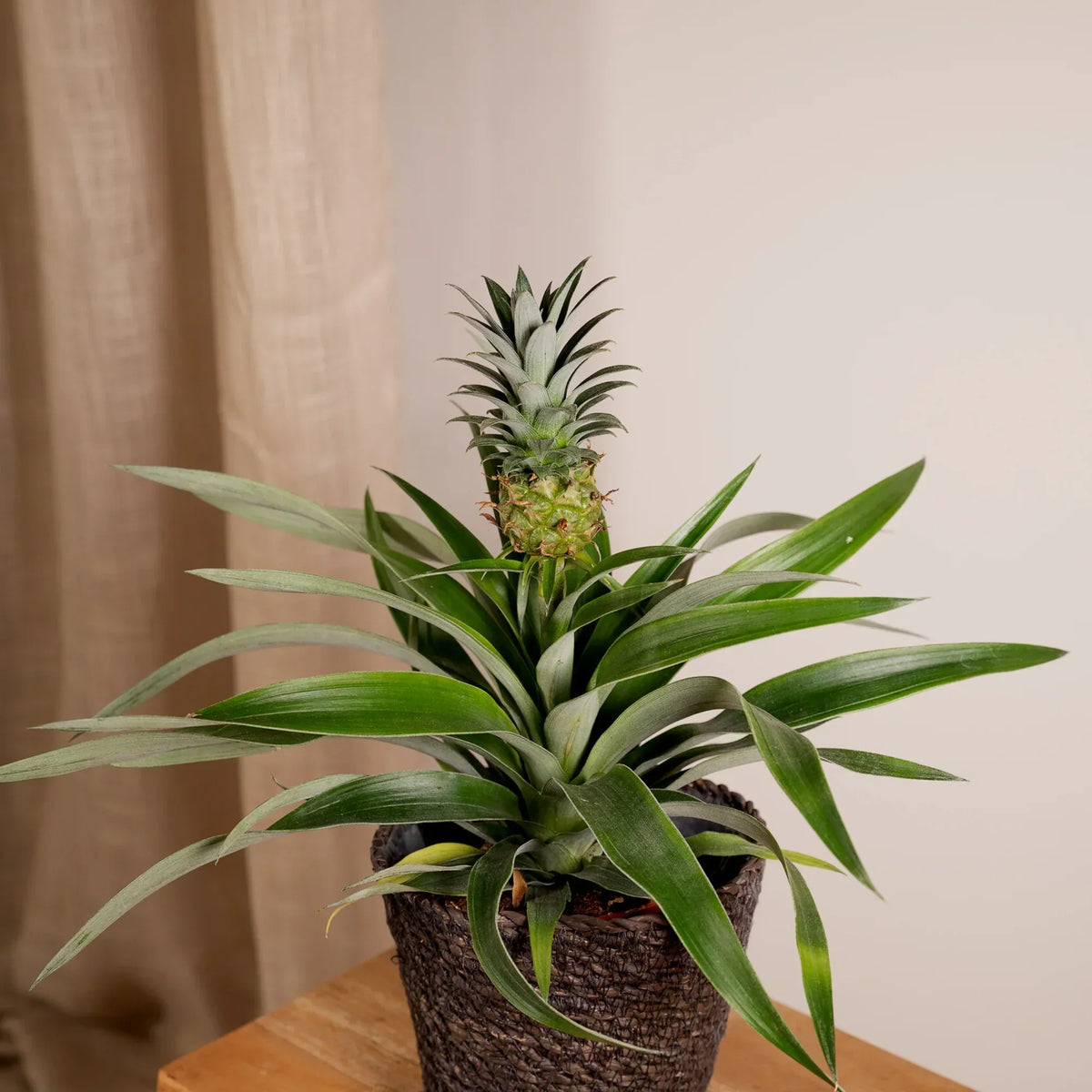 Plantenhoek in de woonkamer inrichten: zo doe je dat