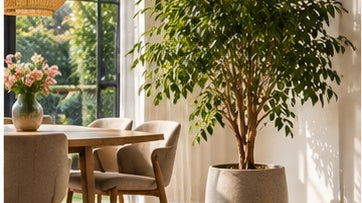 Kamerplant directe zon