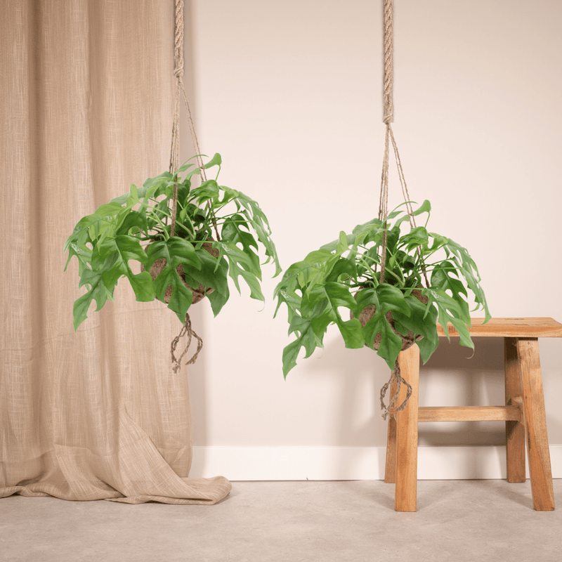 Hangplanten binnen van Pureplant