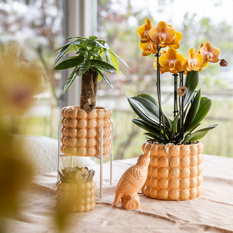 Orchidee kopen: kies de juiste orchidee van Pureplant