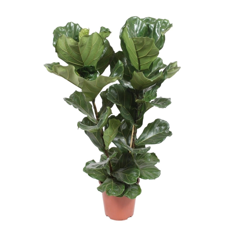 Ficus kopen? Ontdek de mooiste soorten en maten van Pureplant