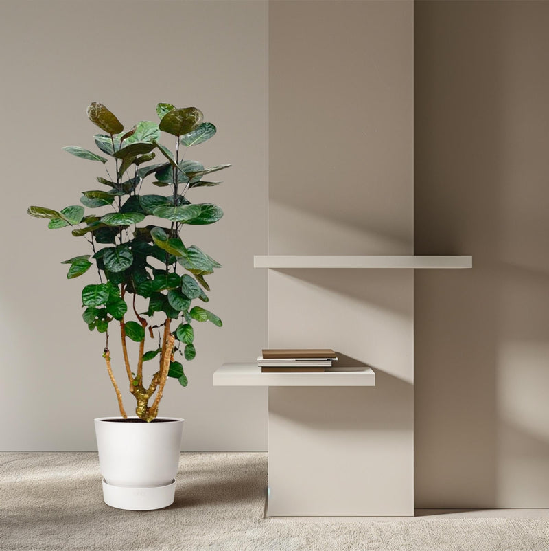 Polyscias Fabian: zo verzorg je deze Aralia met rond blad van Pureplant