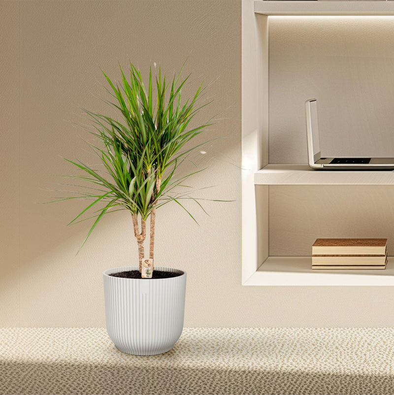 Dracaena Marginata: verzorging en standplaats van Pureplant