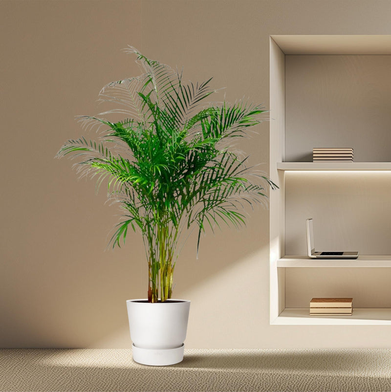 Areca Palm: verzorging, water en standplaats van Pureplant