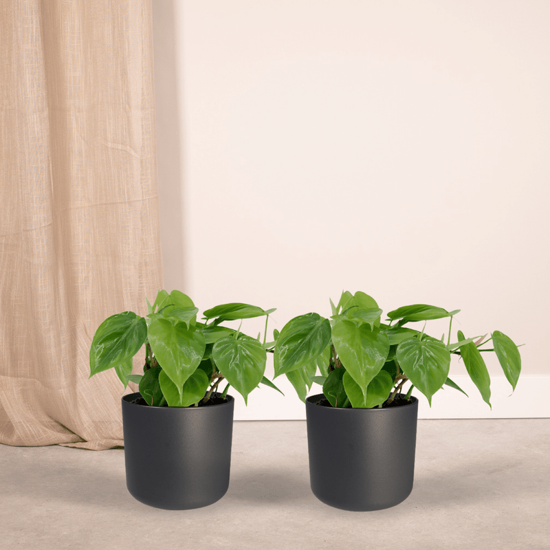 Philodendron kopen: kies de juiste kamerplant van Pureplant