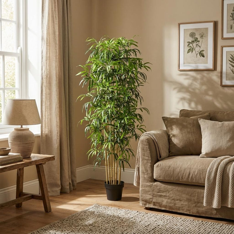 Bamboe: kies de juiste bamboe voor jouw tuin van Pureplant