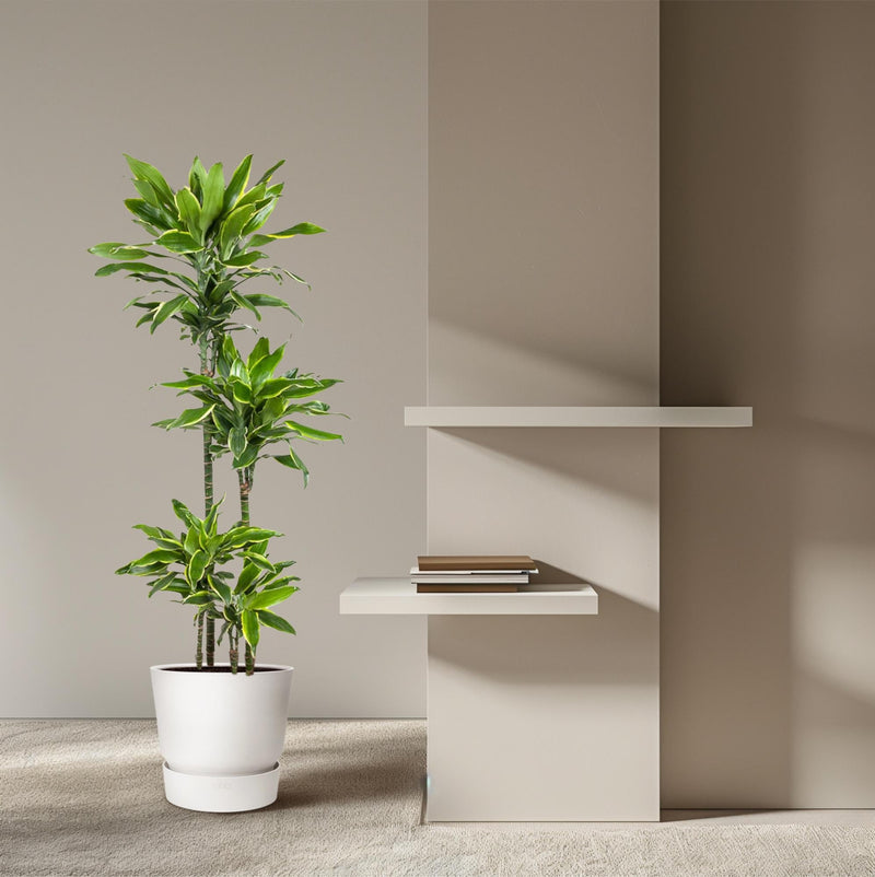 Dracaena Golden Coast: verzorging en standplaats van Pureplant