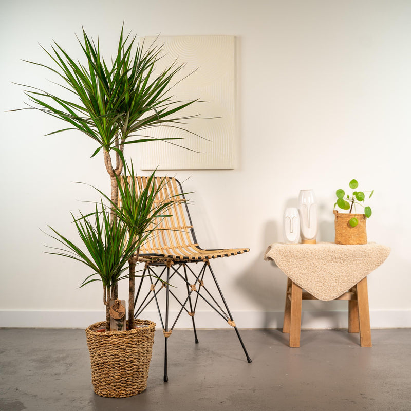 Dracaena kopen: kies een sterke kamerplant van Pureplant