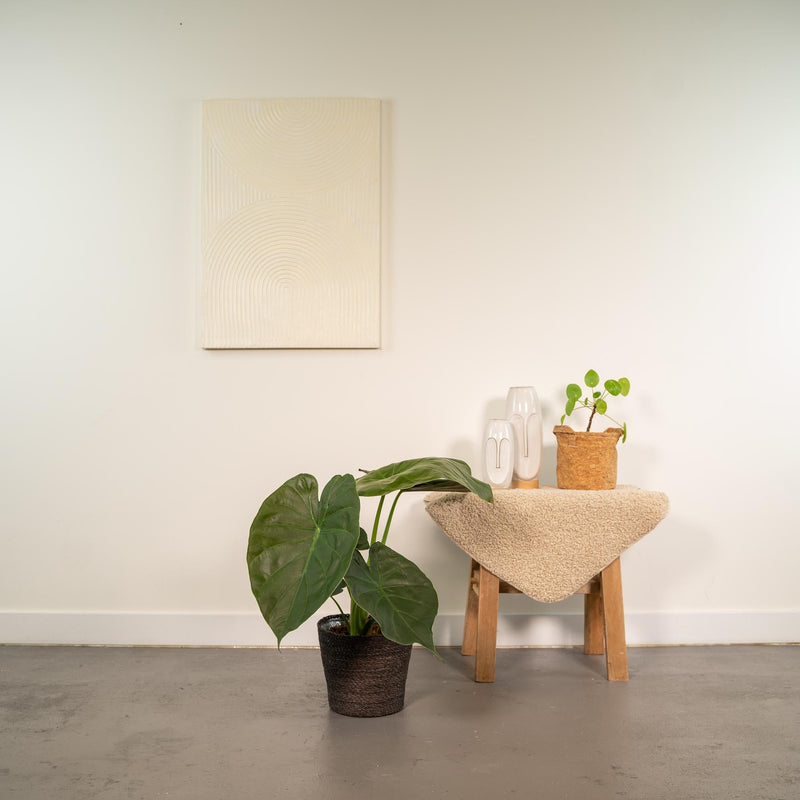 Alocasia Wentii van Pureplant