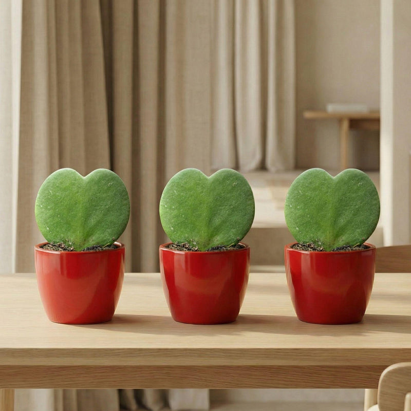Hoya kopen: kies de juiste Hoya voor jouw interieur van Pureplant