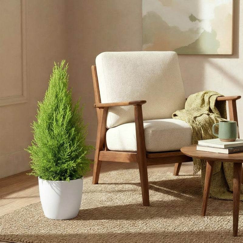 Planten met weinig onderhoud: sterke keuzes voor elk interieur van Pureplant