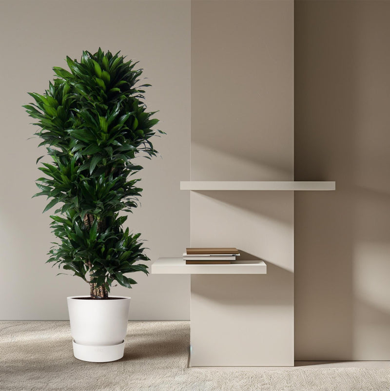 Dracaena Compacta: verzorging en standplaats van Pureplant