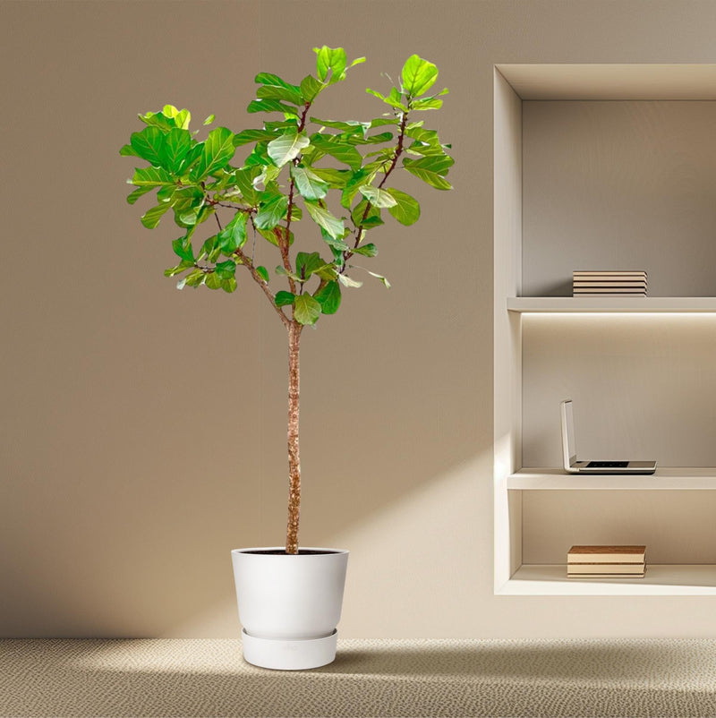 Ficus lyrata kopen: vioolbladplant kiezen en verzorgen van Pureplant