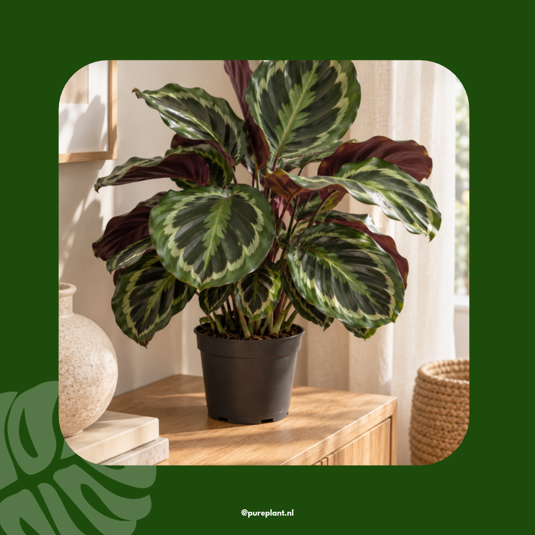 Calathea Medaillon sfeerbeeld Pureplant