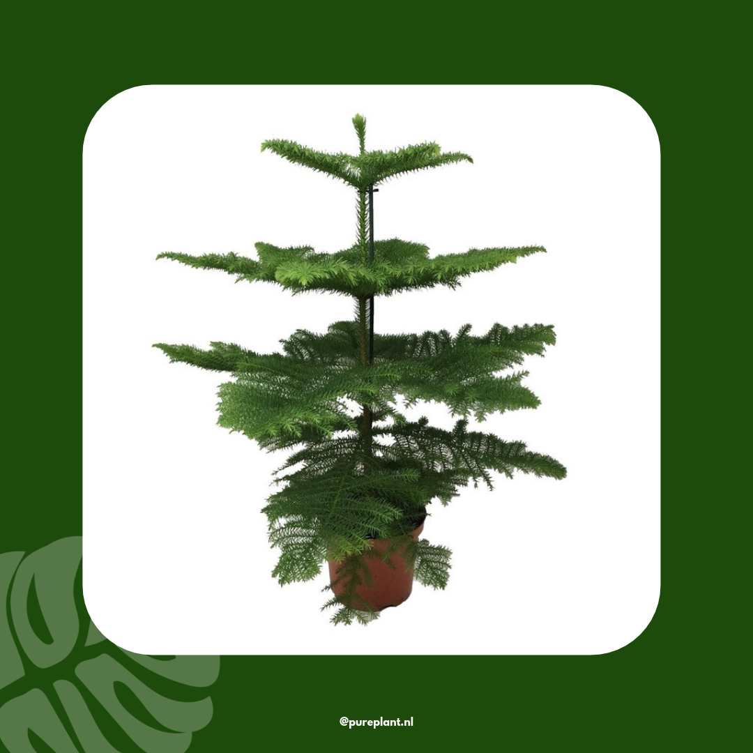 Kamerden Araucaria sfeerbeeld Pureplant