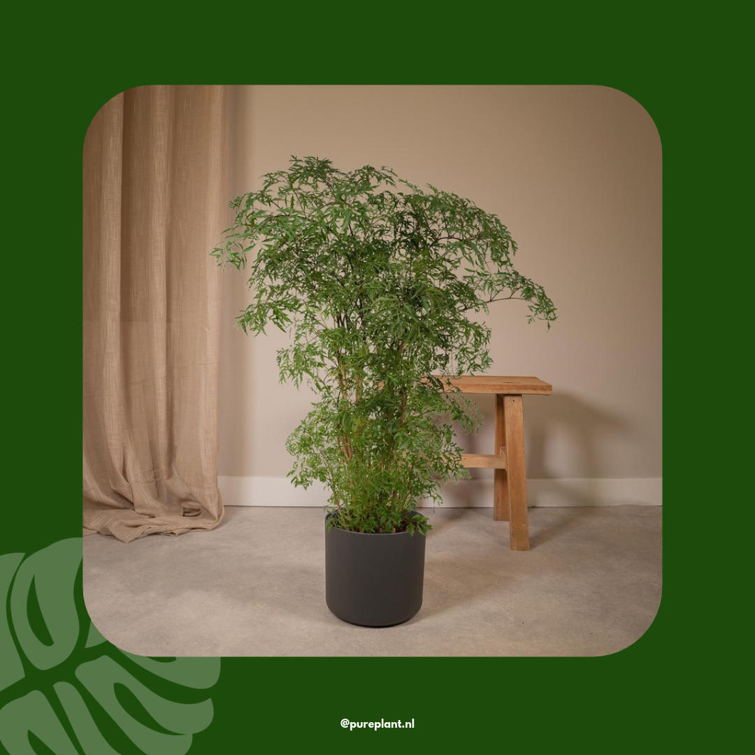 Polyscias Aralia sfeerbeeld Pureplant