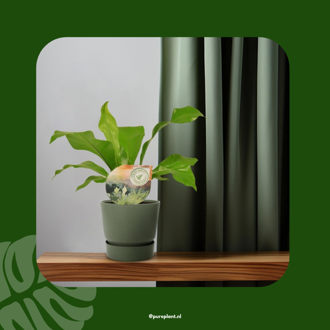 Asplenium nidus sfeerbeeld Pureplant