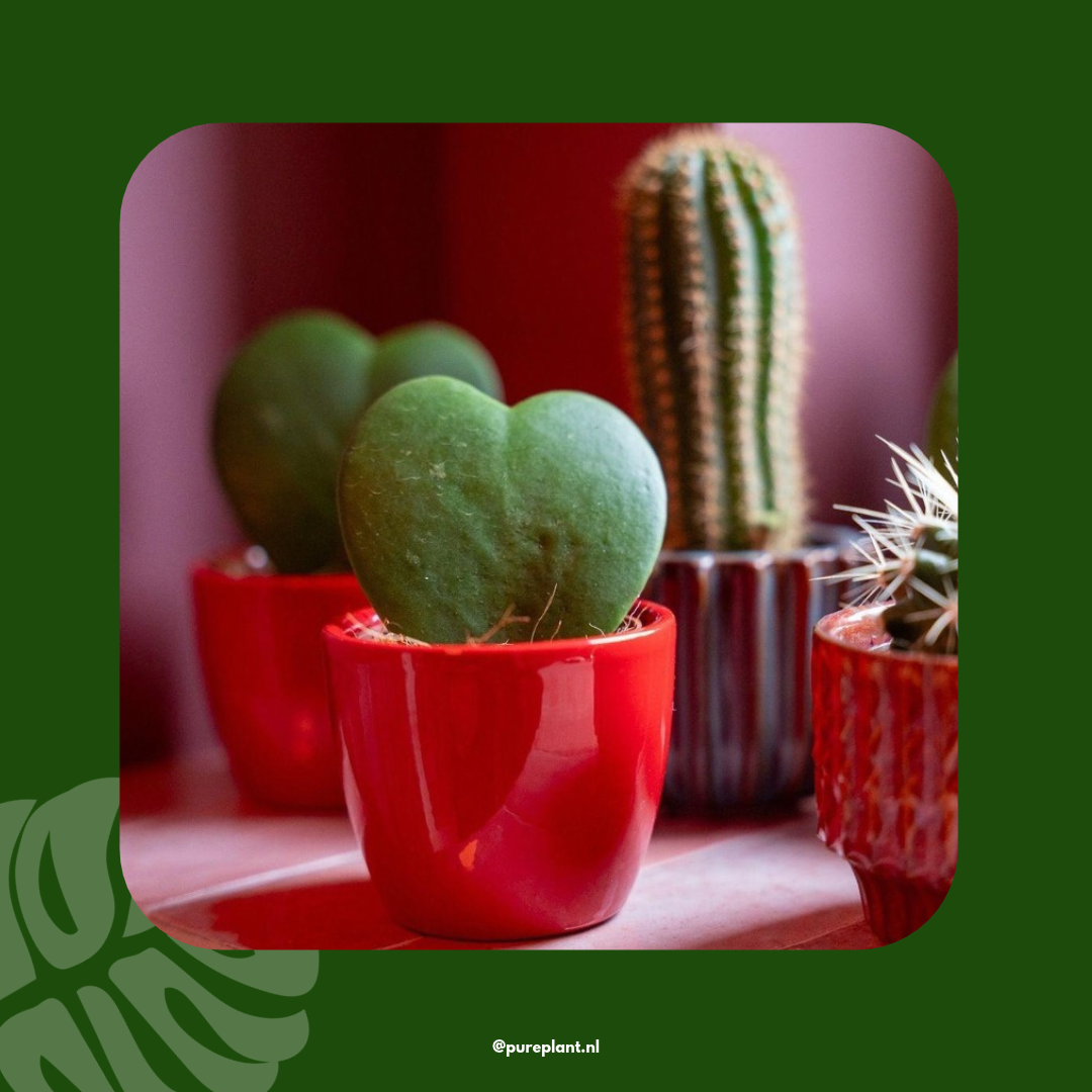 Cadeauset Hoya kerrii sfeerbeeld Pureplant