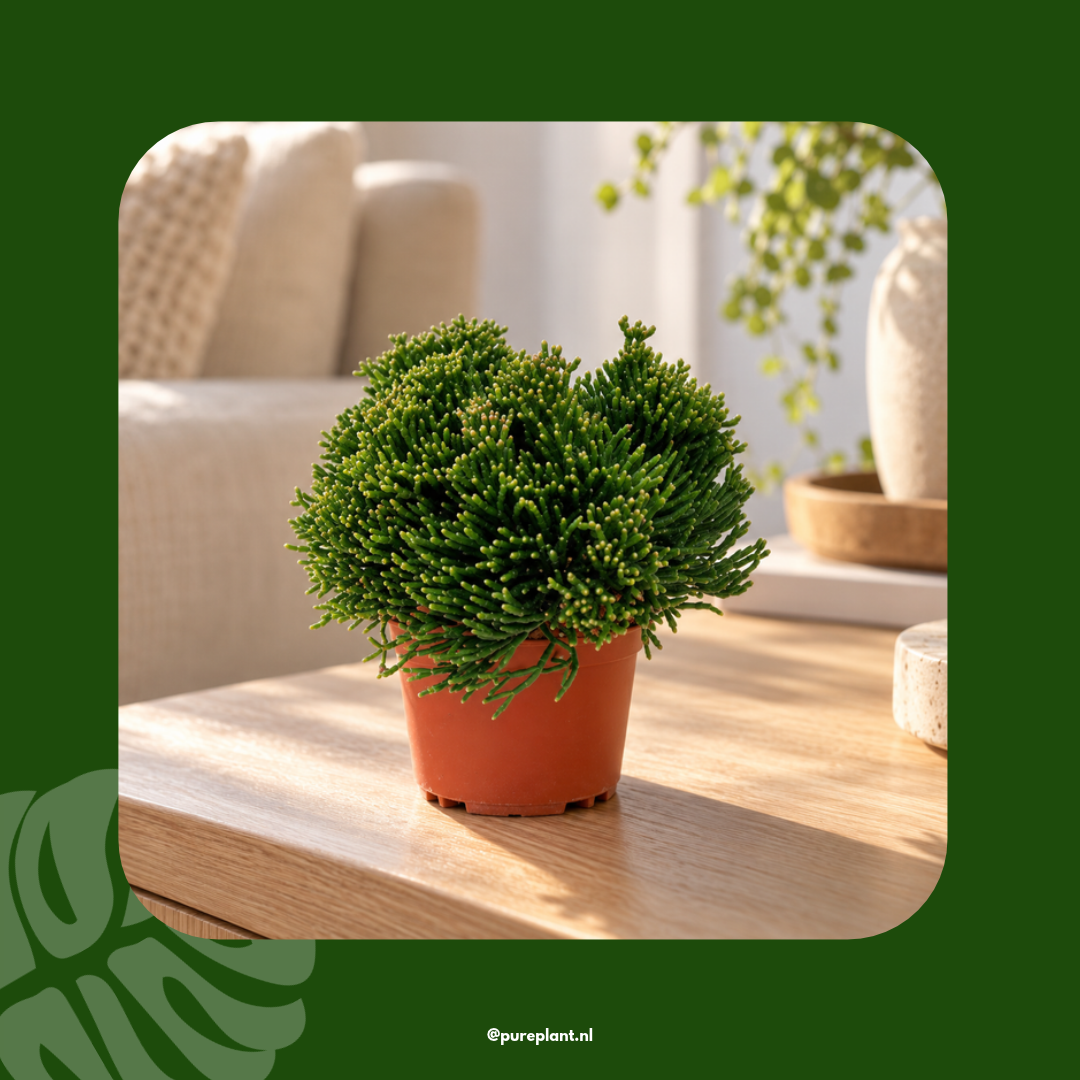 Hatiora salicornioides sfeerbeeld Pureplant