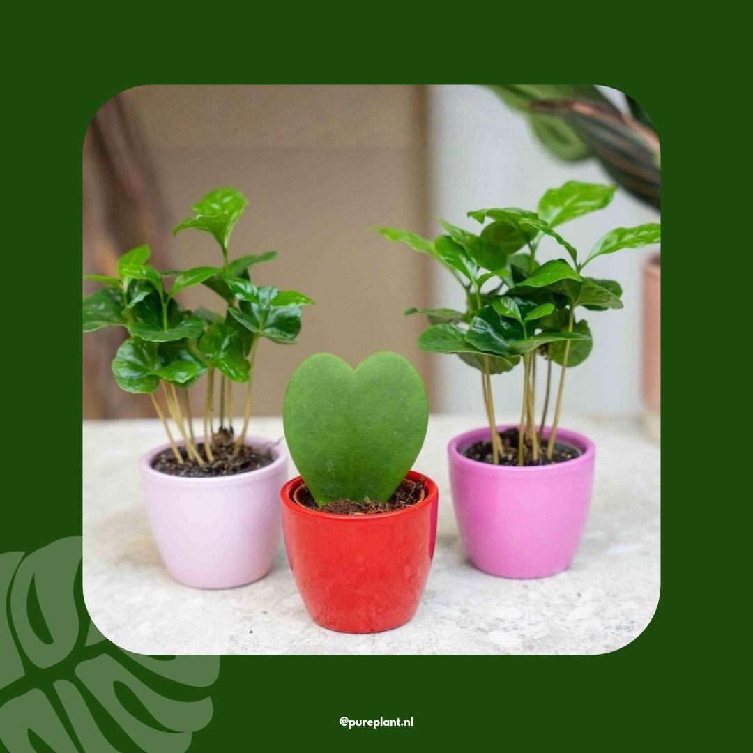Cadeauset koffieplant sfeerbeeld Pureplant