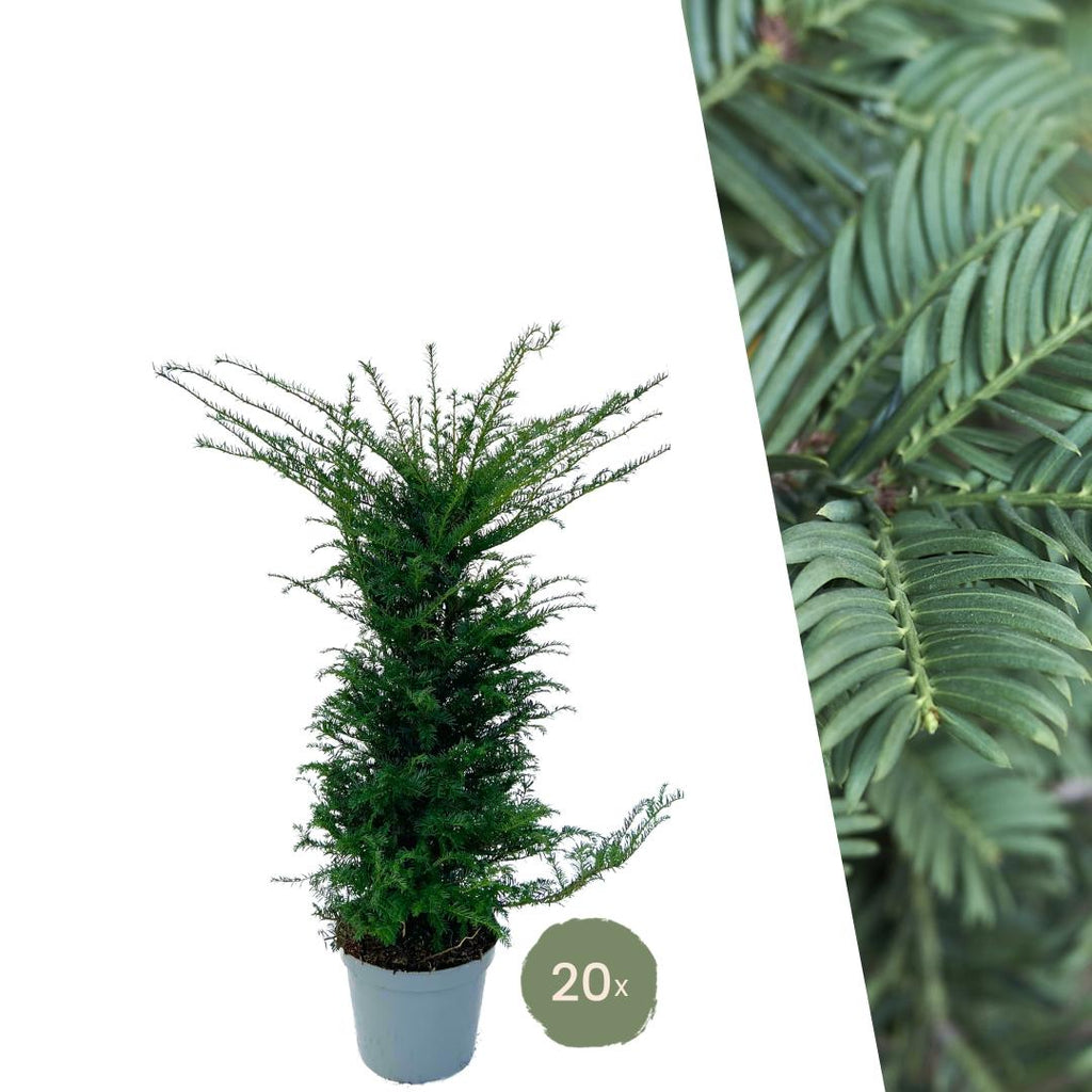 20 Grote taxus planten 