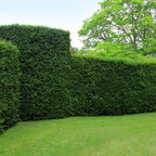 20 Grote taxus planten voor 10 strekkende meter