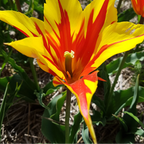 Tulpenbollen Fire Wings – 20 Stuks Maat 11/12, kenmerkend blad
