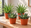 Sfeerbeeld van twee Aloe Spider met smalle gevlekte bladeren en twee Gasteria Hybride Aurora met compacte, gemarmerde rozetten in terracotta kweekpotten