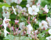24x Geranium cant. &
