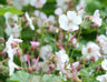 24x Geranium cant. 'Biokovo'