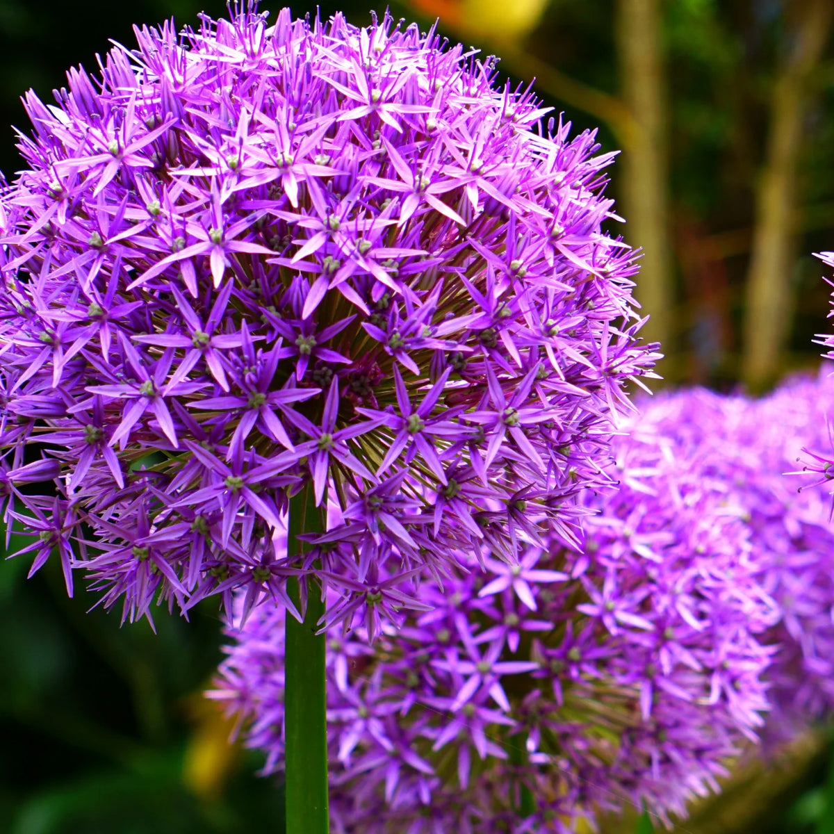 Sierui Allium 'Globemaster', grote paarse bloem, 5 bollen, plant in pot