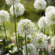 Allium mix, bloembollen voor bolvormige bloemen, 4 stuks