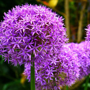 Allium mix, bloembollen voor bolvormige bloemen, 4 stuks