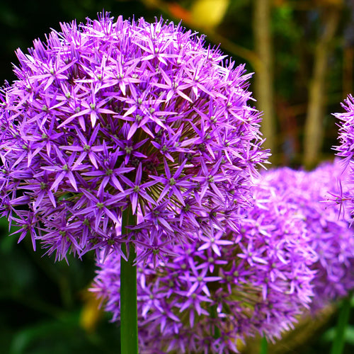 Allium mix, bloembollen voor bolvormige bloemen, 4 stuks, plant in pot