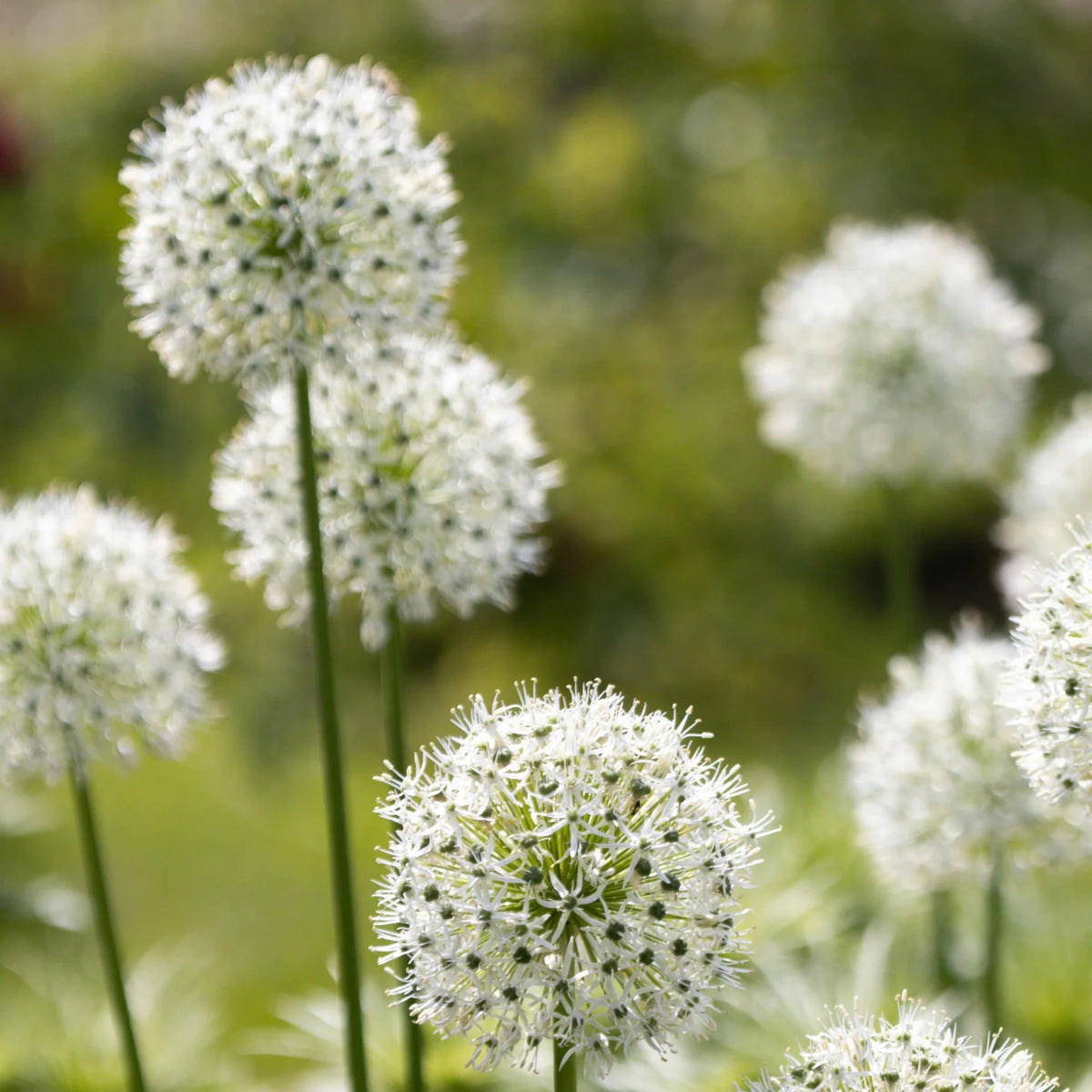 Sierui Allium 'White Giant', grote witte bloem, 5 bollen, plant in pot