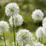 Allium White Giant 5 stuks