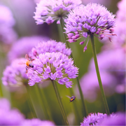 Allium carolinianum, lila-paarse sierui, 15 bollen