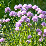 Allium carolinianum, lila-paarse sierui, 15 bollen