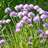 Allium carolinianum, lila-paarse sierui, 15 bollen