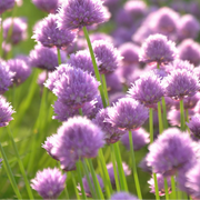 Allium carolinianum, lila-paarse sierui, 15 bollen