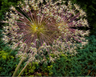 allium schubertii 5 stuks