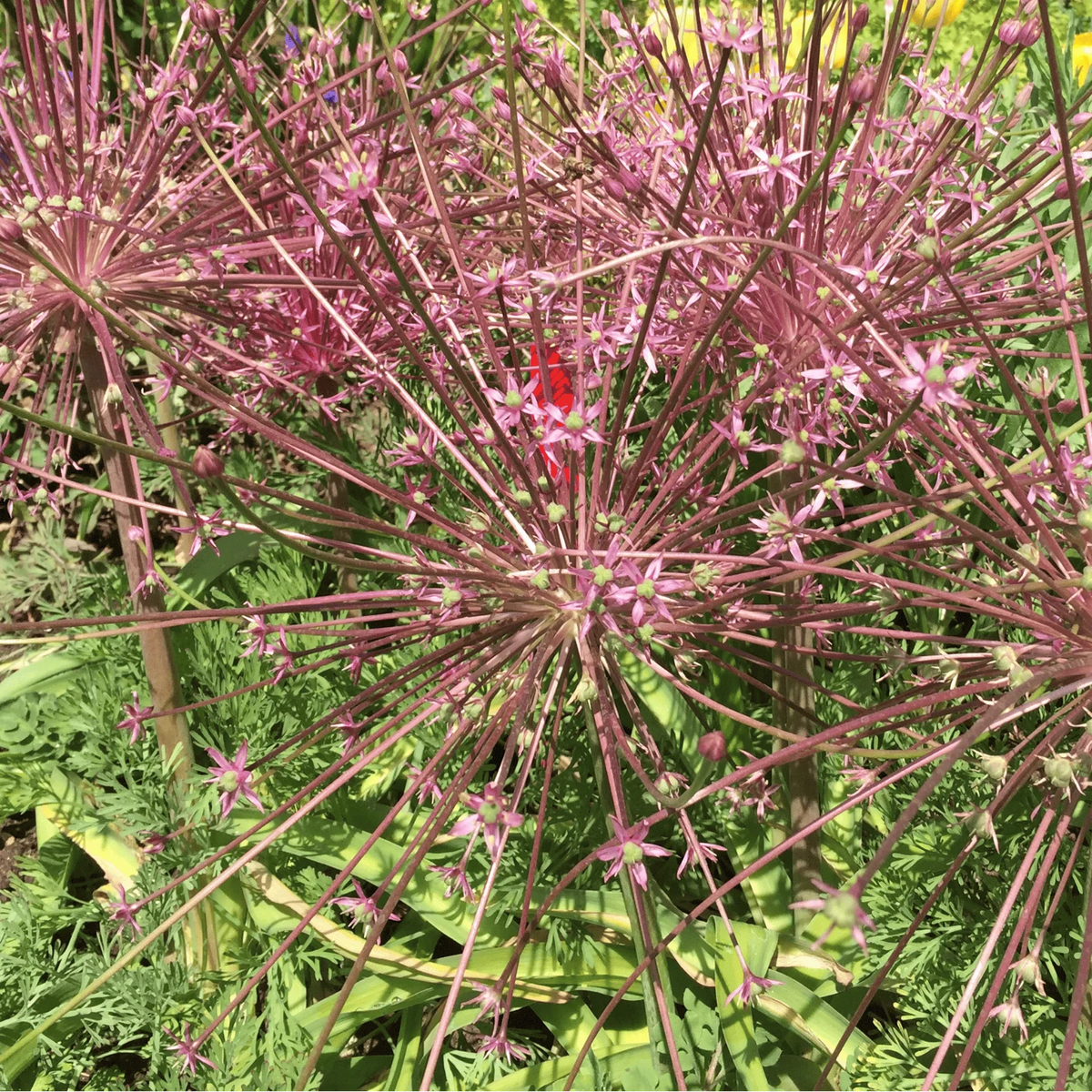Sierui Allium schubertii, explosievormige bloem, 5 bollen, detail van het blad
