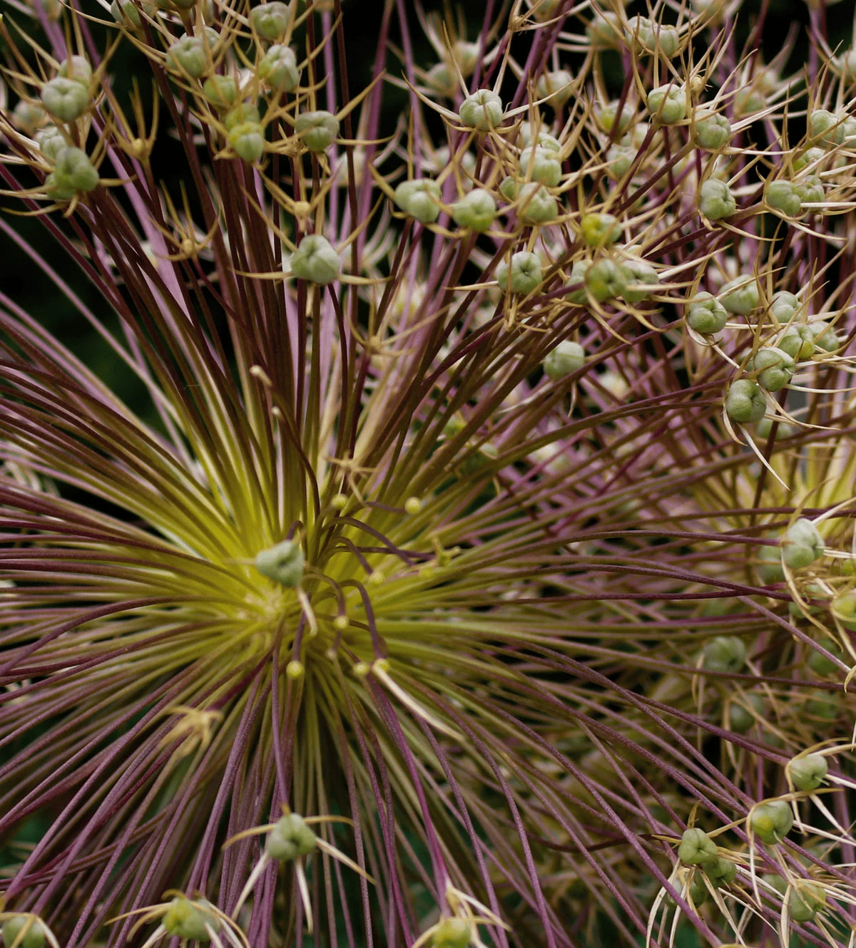 Sierui Allium schubertii, explosievormige bloem, 5 bollen, kenmerkend blad