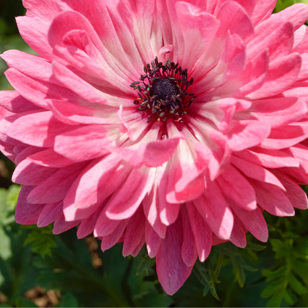 Anemone coronaria, dubbele anemonen gemengd, 30 knollen, plant in pot