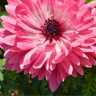 Anemone coronaria, dubbele anemonen gemengd, 30 knollen