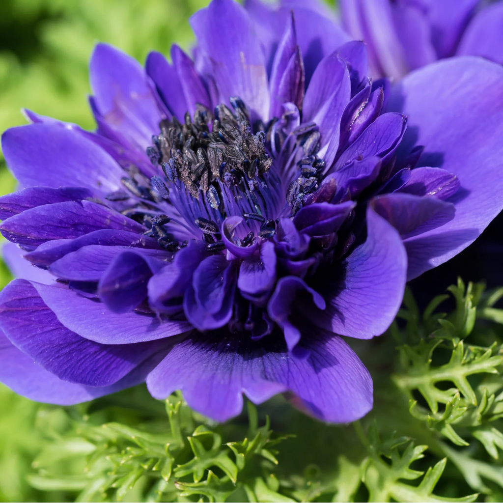Anemone coronaria, dubbele anemonen gemengd, 30 knollen, kenmerkend blad